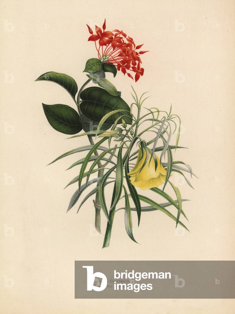 Jungle geranium, Ixora coccinea, and yellow oleander, Thevetia neriifolia, Cascabela thevetia