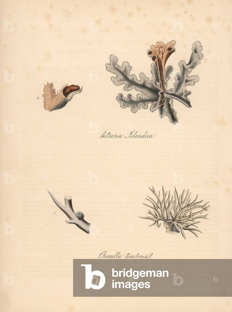 Iceland moss, Iceland lichen - Iceland lichen or moss, Cetraria islandica, and dyeing rock moss or orchel, Roccella tinctoria. Handcoloured zincograph by C. Chabot drawn by Miss M. A. Burnett from her “” Plantae Utiliores: or Illustrations of Useful Plants,”” Whittaker, London, 1842. Miss Burnett drew the botanical illustrations, but the text was chiefly by her late brother, British botanist Gilbert Thomas Burnett (1800-1835).