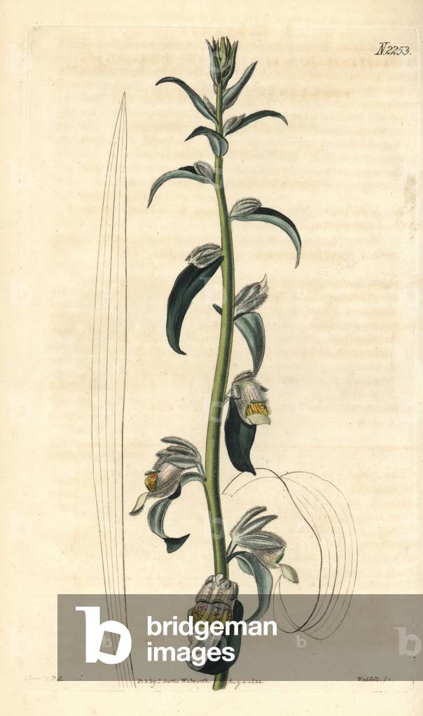 Digitalis lamarckii Ivanina (Levant foxglove, Digitalis orientalis). Handcoloured copperplate engraving by Weddell after a drawing by John Curtis for Samuel Curtis' continuation of William Curtis' Botanical Magazine, London, 1821.