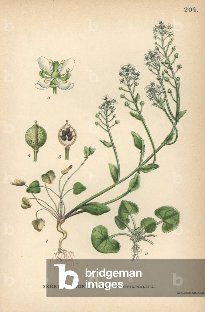 Scurvygrass or spoonwort, Cochlearia officinalis