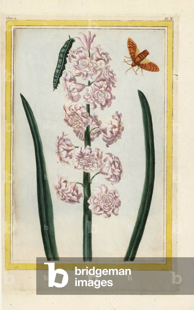 The Commodore of Flore Hyacinth. Hyacinth hybrid, Hyacinthus orientalis. Handcoloured etching from Pierre Joseph Buchoz 'Precious and illuminated collection of the most beautiful and curious flowers, grown both in the gardens of China and in those of Europe, Paris, 1776.