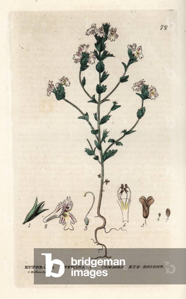 Euphraise of the Pres or officinal, formerly known as Rostkov. Coloured copper engraving from a drawing by C. Mathews from William Baxter's book “English Botanical Phenomenes””, 1834. William Baxter (1788-1871) was the curator of the Oxford Botanical Garden from 1813 to 1854. Common eye bright, Euphrasia officinalis. Handcoloured copperplate engraving from a drawing by Charles Mathews from William Baxter's “” British Phaenogamous Botany”” 1834. Scotsman William Baxter (1788-1871) was the curator of the Oxford Botanic Garden from 1813 to 1854.