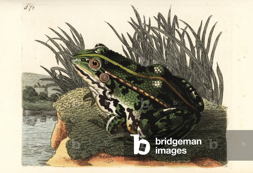 Edible frog or common green frog, Pelophylax kl. esculentus (Green frog, Rana esculenta). Illustration drawn and engraved by Richard Polydore Nodder. Handcoloured copperplate engraving from George Shaw and Frederick Nodder's The Naturalist's Miscellany, London, 1806.