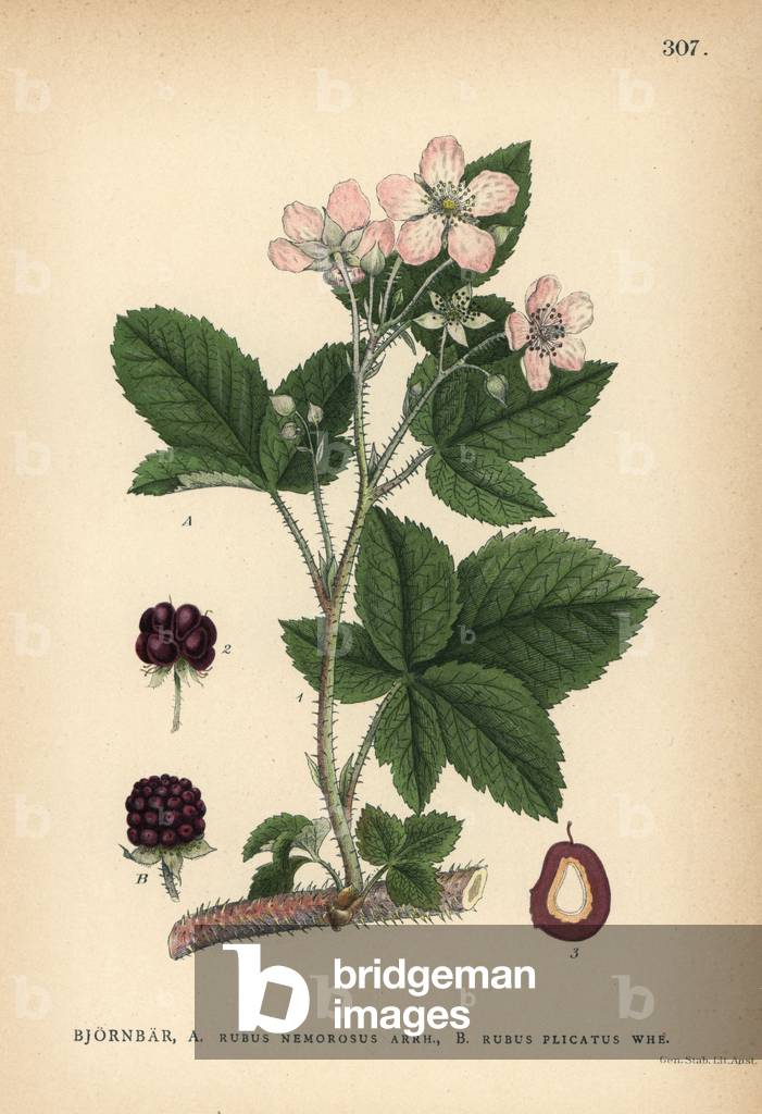 Blackberry bramble species, Rubus nemorosus and Rubus plicatus