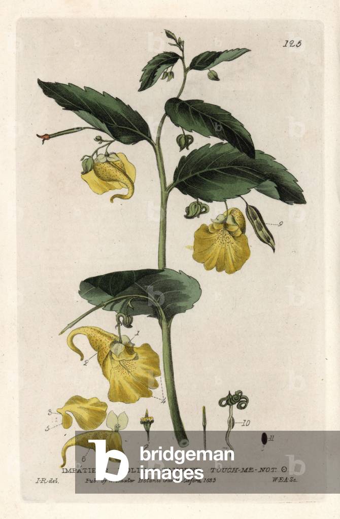 Balsamine of the woods. Coloured copper engraving from a drawing by Isaac Russell from William Baxter's book “English Botanical Phenomenes””, 1834. William Baxter (1788-1871) was the curator of the Oxford Botanical Garden from 1813 to 1854. Touch me not, Impatiens noli-me-tangere. Handcoloured copperplate engraving by WE Albutt of a drawing by Isaac Russell from William Baxter's “” British Phaenogamous Botany”” 1835. Scotsman William Baxter (1788-1871) was the curator of the Oxford Botanic Garden from 1813 to 1854.
