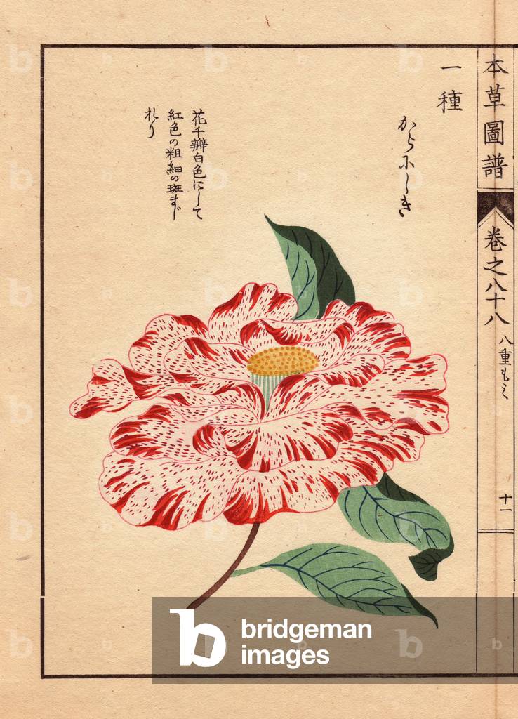 Variety of Japanese camelias (Thea japonica Nois): Kara nishiki, with white flowers with crimson red lines. Eau forte en couleurs, woodcut by Kanen Iwasaki (1786-1842) botanist, entomology and Japanese zoology, published in Honzo Zufu, in 1884, an illustrative guide to medicinal plants.