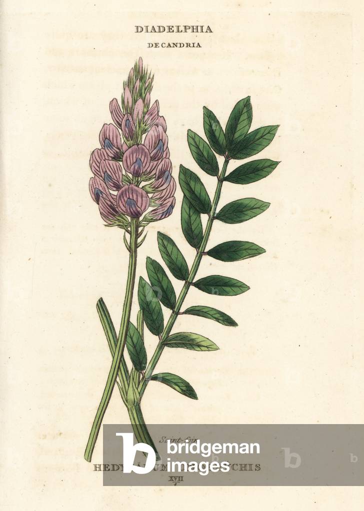 Saintfoin, Onobrychis viciifolia (Hedysarum onobrychis) (Sainfoin) Handcoloured copperplate engraving after an illustration by Richard Duppa from his The Claves and Orders of the Linnaean System of Botany, Longman, Hurst, London, 1816.