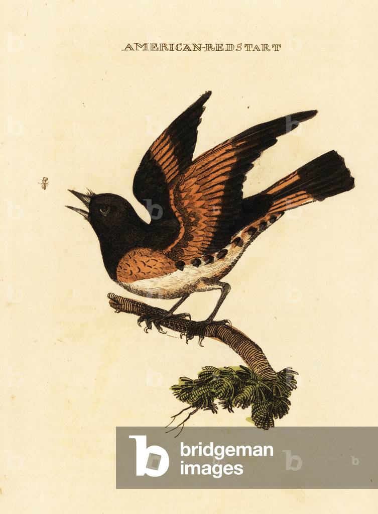 American redstart, Setophaga ruticilla