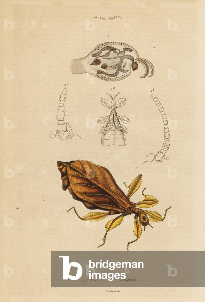 Leaf insect, Phyllium species, and nudibranch, Phylliroe species