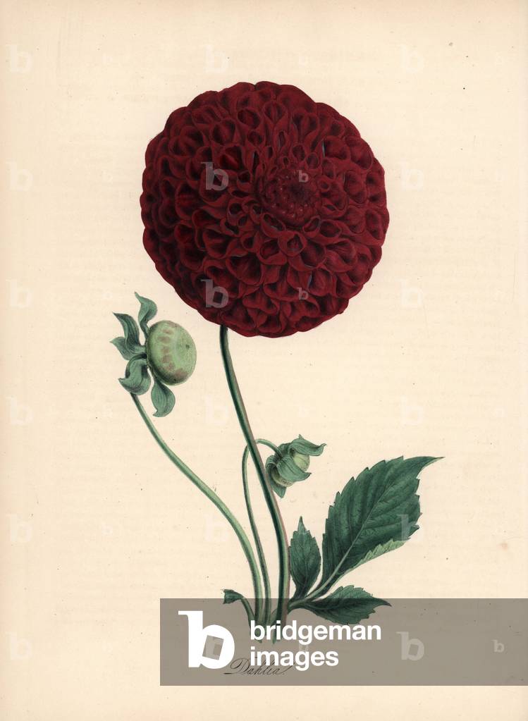 Dahlia cultivar, Dahlia species. Handcoloured zincograph by C. Chabot drawn by Miss M. A. Burnett from her “” Plantae Utiliores: or Illustrations of Useful Plants,”” Whittaker, London, 1842. Miss Burnett drew the botanical illustrations, but the text was chiefly by her late brother, British botanist Gilbert Thomas Burnett (1800-1835).