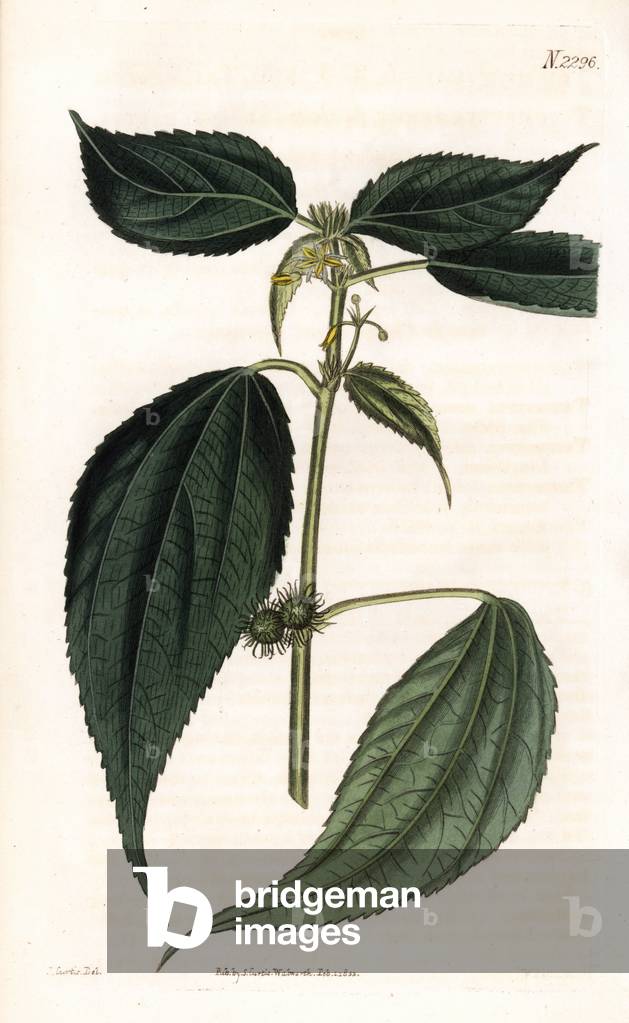 Common burbush or annual triumfetta, Triumfetta annua. Handcoloured copperplate engraving by Weddell after an illustration by John Curtis from Samuel Curtis's “” Botanical Magazine,”” London, 1822.