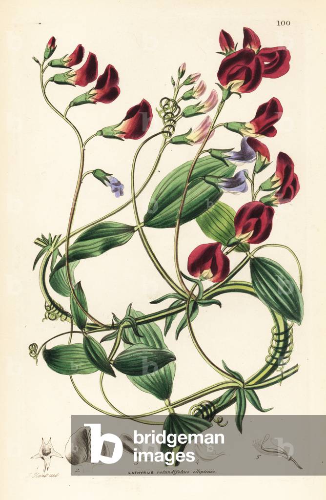 Grace de Drumont - Round-leaved everlasting pea, Lathyrus rotundifolius var. ellipticus. Handcoloured copperplate engraving after J.T. Hart from John Lindley and Robert Sweet's Ornamental Flower Garden and Shrubbery, G. Willis, London, 1854.