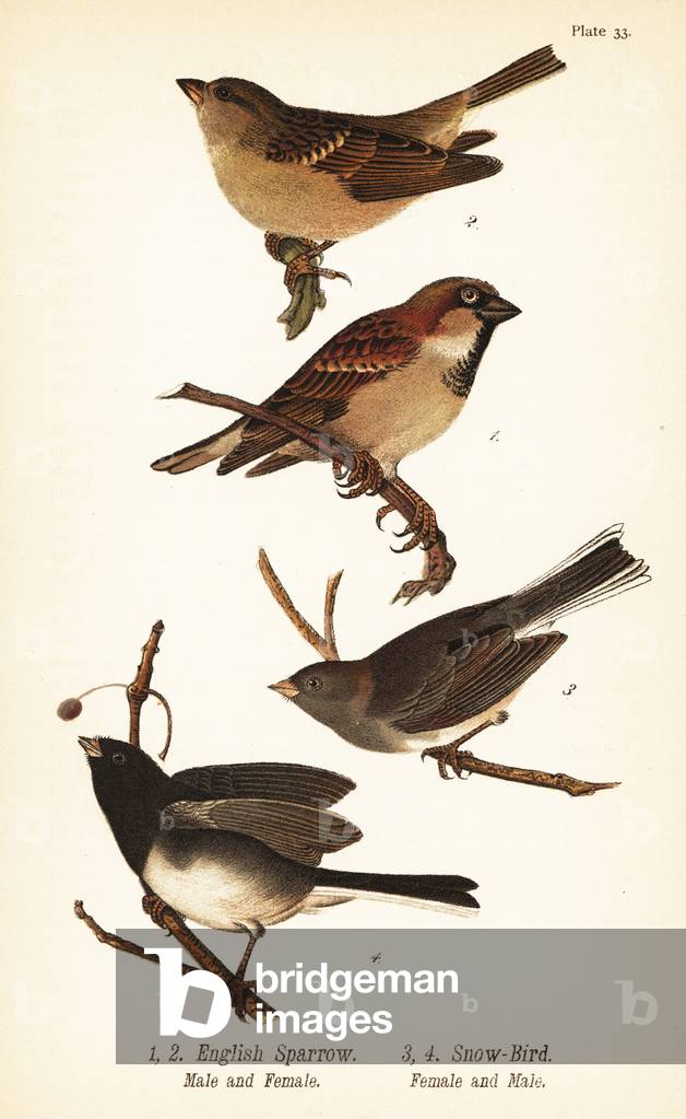 House sparrow, Passer domesticus, and dark-eyed junco, Junco hyemalis