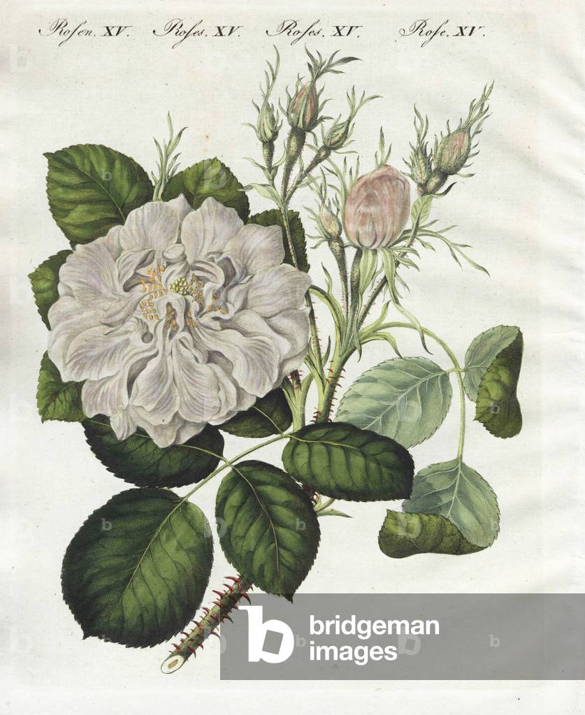 White Damask pink, Rosa Damascena flor. alba. Handcoloured copperplate engraving from Bertuch's “” Bilderbuch fur Kinder”” (Picture Book for Children), Weimar, 1790-1830. Friedrich Johann Bertuch (1747-1822) was a German publisher and man of arts most famous for his 12-volume encyclopedia for children illustrated with 1,200 engraved plates on natural history, science, costume, mythology, etc.