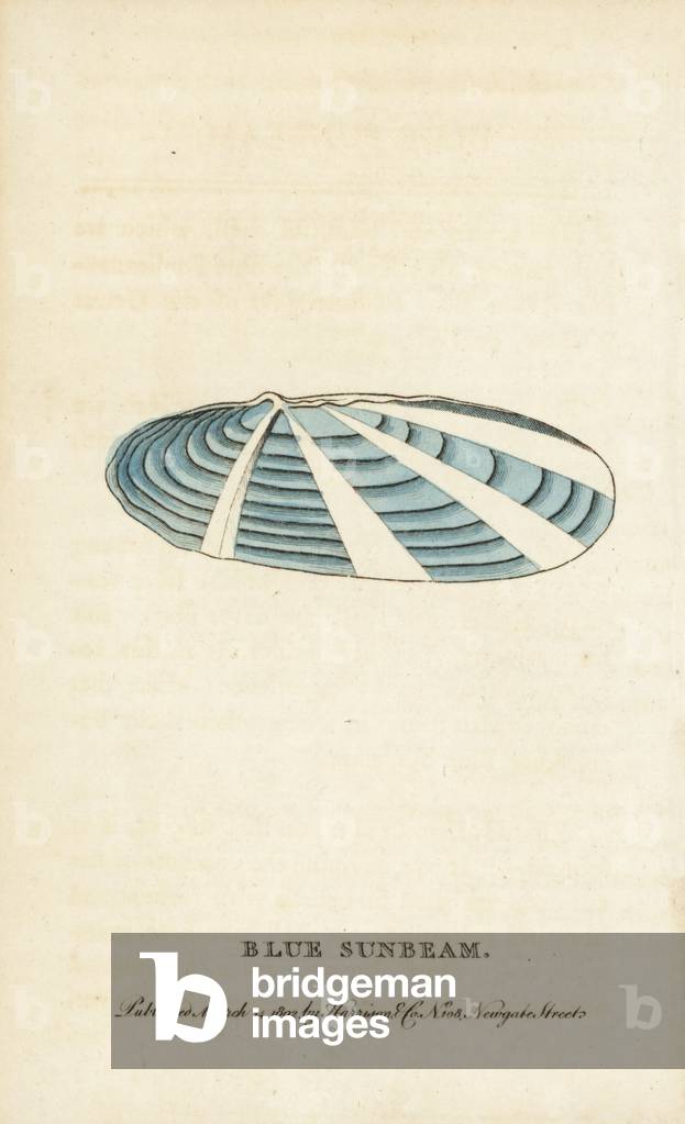 Blue sunbeam shell, Tellina species. Illustration copied from Georg Knorr. Handcoloured copperplate engraving from “” The Naturalist's Pocket Magazine,”” Harrison, London, 1802.