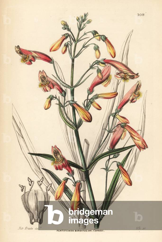 Flesh-coloured bearded penstemon, Penstemon barbatus var. carneus. Handcoloured copperplate engraving by G. Barclay after Miss Sarah Drake from John Lindley and Robert Sweet's Ornamental Flower Garden and Shrubbery, G. Willis, London, 1854.