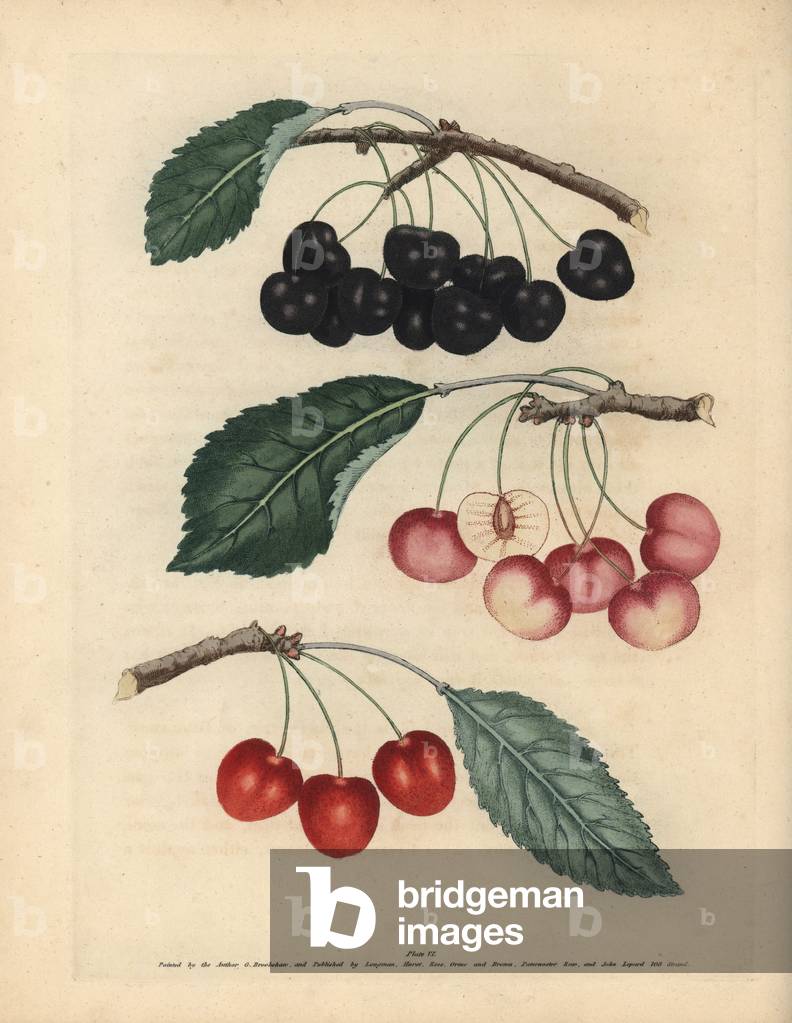 Cherry varieties, Prunus avium: George II's Cherry, Graffien or Biggarou, and Harrison's Heart. Handcoloured stipple engraving of an illustration by George Brookshaw from his own “” Pomona Britannica,”” London, Longman, Hurst, etc., 1817. The quarto edition of the original folio edition published from 1804-1812. Brookshaw (1751-1823) was a successful cabinet maker who disappeared in the 1790s before returning as a flower painter with the anonymous “” New Treatise on Flower Painting,””” 1797.