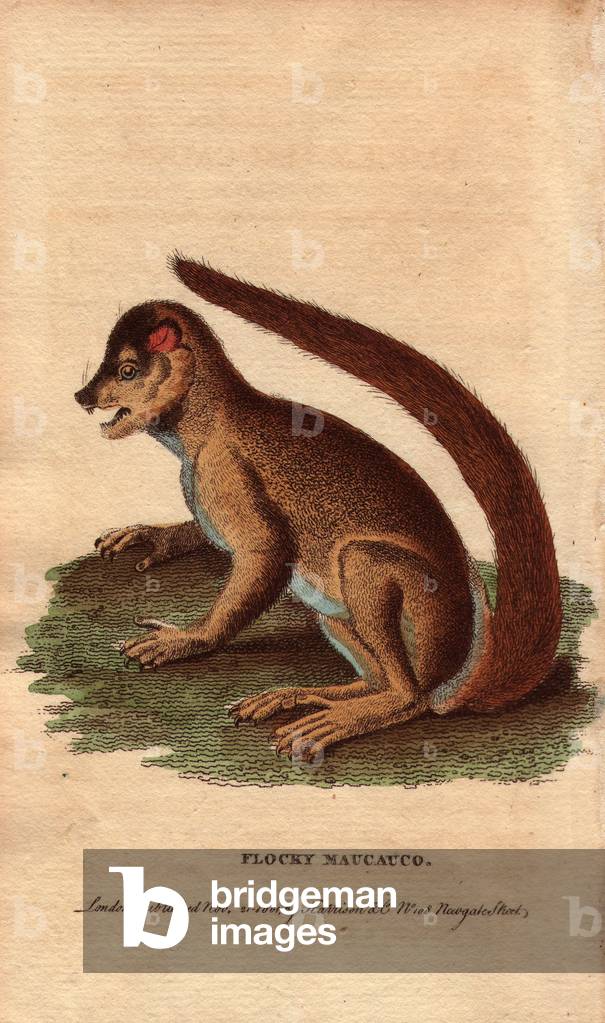 Woolly lemurien (Lemur laniger), endemic species of Madagascar. Illustration copied by Pierre Sonnerat (1748-1814)
