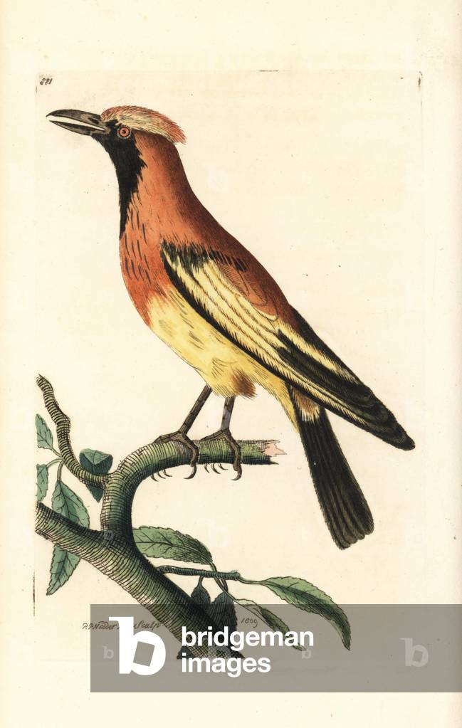 Flame bowerbird, Sericulus aureus (Orange paradise bird, Paradisea aurantia). Illustration drawn and engraved by Richard Polydore Nodder. Handcoloured copperplate engraving from George Shaw and Frederick Nodder's “” The Naturalist's Miscellany,”” London, 1809.