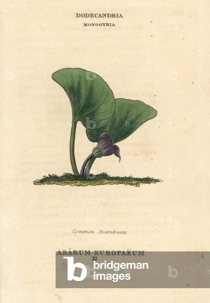 Common asarabacca, Asarum europaeum. Handcoloured copperplate engraving after an illustration by Richard Duppa from his The Clours and Orders of the Linnaean System of Botany, Longman, Hurst, London, 1816.