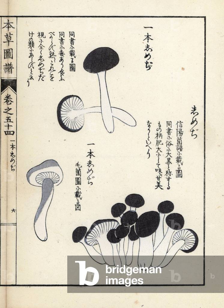 Mushrooms: shimeji varietes (edible) - Japanese print by Kanen Iwasaki (1786-1842), from Honzo Zufu, illustrative guide to medicinal plants, 1916 - Ippon shimeji mushrooms, Entodon sinuatum, and shimeji mushroom - Colour printed woodblock engraving by Kan'en Iwasaki, from “” Honzo Zufu”, 1916