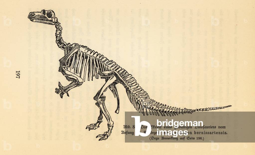 Fossil skeleton of an extinct Iguanodon bernissartensis.