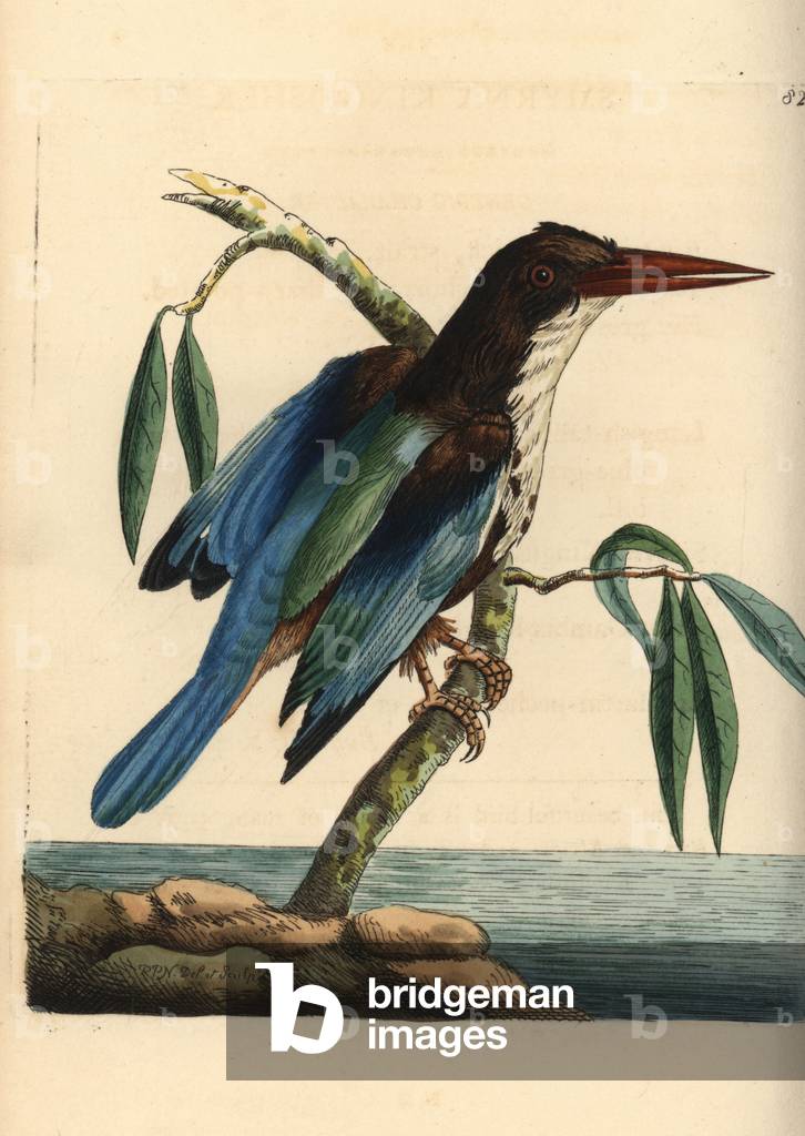 White-throated kingfisher, Halcyon smyrnensis (Smyrna kingfisher, Alcedo smyrnensis). Illustration drawn and engraved by Richard Polydore Nodder. Handcoloured copperplate engraving from George Shaw and Frederick Nodder's The Naturalist's Miscellany, London, 1806.
