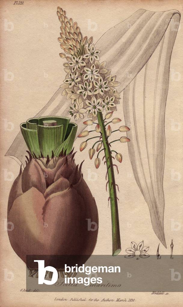 Seaside or officinal seal (Drimia maritima) - Strong water by William Clarke to illustrate “” Medical Botanical, Description of the Medicinal Plants of London, Edinburgh, and Dublin” by John Stephenson and James Morss Churchill, published in London by John Churchill in 1831