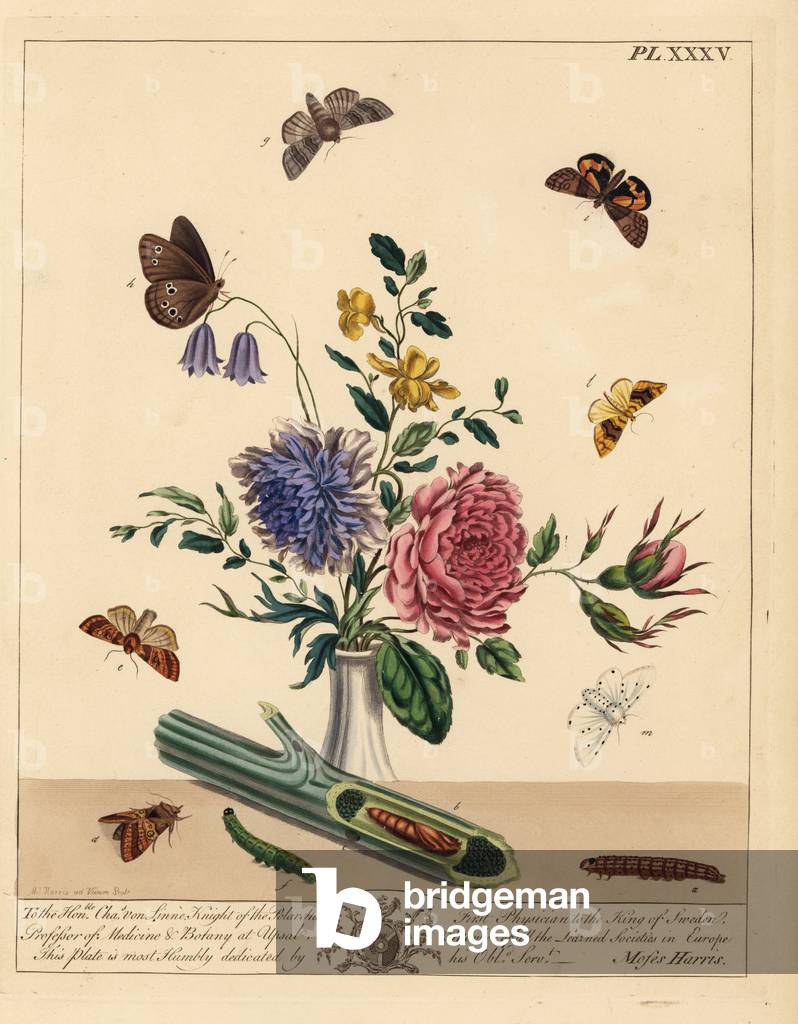 Mottled or frosted orange moth, Gortyna flavago, half mourner, Ceropacha diluta, ringlet, Aphantopus hyperantus, barred yellow, Cidaria fulvata, seven-spot ermine or muslin moth, Diaphora mendica, and orange underwing, Archiearis parthenias. Handcoloured lithograph after an illustration by Moses Harris from “The Aurelian; a Natural History of English Moths and Butterflies,””” new edition edited by J. O. Westwood, published by Henry Bohn, London, 1840.
