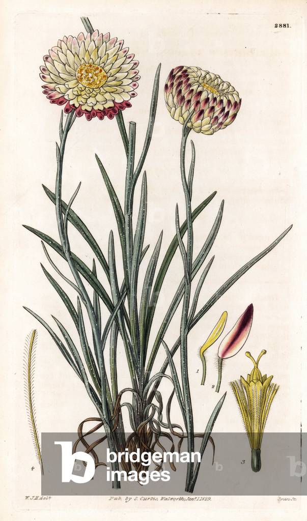 Silver button variete - Anaphalis nepalensis (Hoary leaved elichrysum, Elichrysum incanum). Handcoloured copperplate engraving by Swan after an illustration by William Jackson Hooker from Samuel Curtis's “” Botanical Magazine,”” London, 1829.