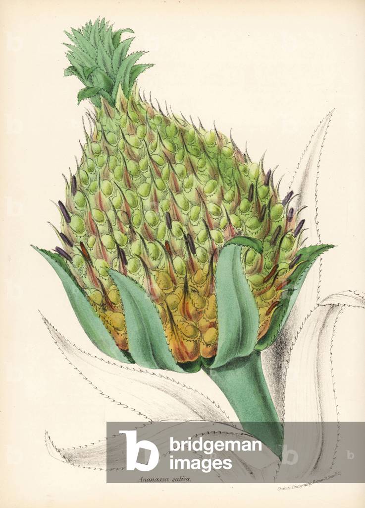 Pineapple - Pineapple, Pineapple comosus, fruit and leaf. Handcoloured zincograph by Chabots drawn by Miss M. A. Burnett from her “” Plantae Utiliores: or Illustrations of Useful Plants,”” Whittaker, London, 1842. Miss Burnett drew the botanical illustrations, but the text was chiefly by her late brother, British botanist Gilbert Thomas Burnett (1800-1835).