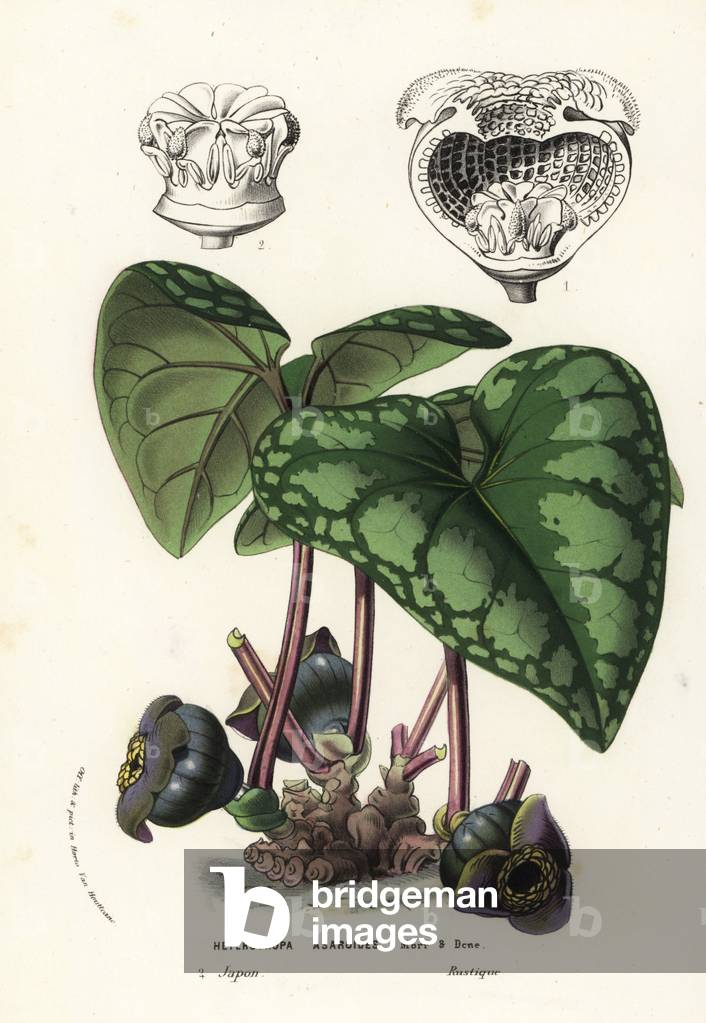 Wild ginger plant or tairin aoi, Asarum blumei (Heterotropa asaroides). Japan. Handcoloured lithograph from Louis van Houtte and Charles Lemaire's Flowers of the Gardens and Hothouses of Europe, Flore des Serres et des Jardins de l'Europe, Ghent, Belgium, 1857.