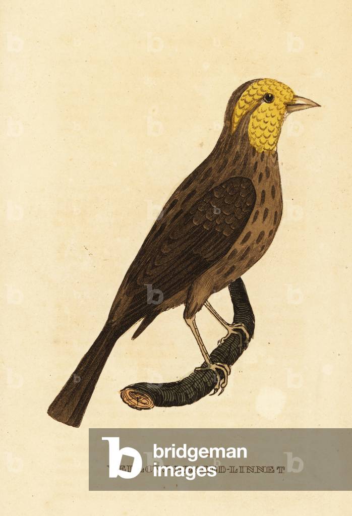 Yellow grosbeak, Pheucticus chrysopeplus