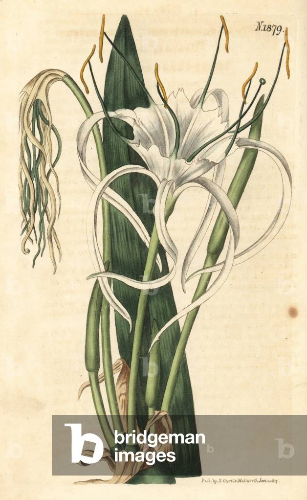 Araignee lily, sea daffodil, sea lily - Beach spider lily, Hymenocallis littoralis (Fan-leaved pancratium, Pancratium distichum). Handcoloured botanical engraving by Weddell from John Sims' Curtis's Botanical Magazine, Couchman, London, 1816.