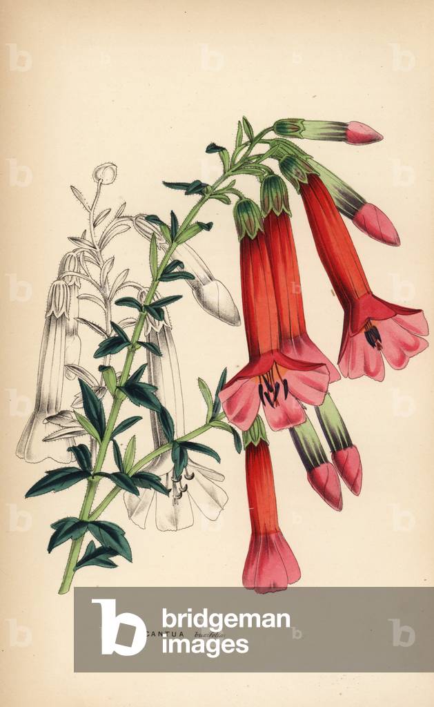 Inca Flower - Box-leaved cantua or magic flower of the Incas, Cantua buxifolia. Handcoloured copperplate engra