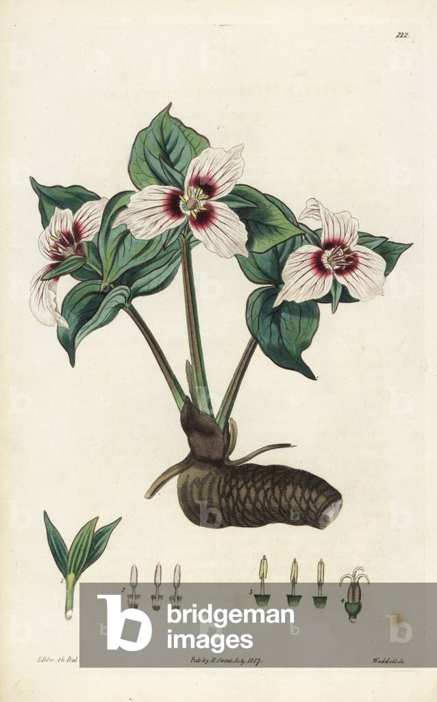 Painted trillium, Trillium undulatum (Red-fruited trillium, Trillium erythrocarpum). Handcoloured copperplate engraving by Weddell after a botanical illustration by Edward Dalton Smith from Robert Sweet's The British Flower Garden, Ridgeway, London, 1827.