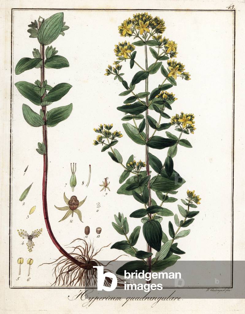 St. John's Wort - Lithograph by F. Guimpel, extracted from medical botany by Friedrich Gottlob Haynes (1763-1832), Berlin, 1822 - St. Johnswort species, Hypericum quadrangulare - Handcoloured copperplate by F. Guimpel from Dr. F. G. Hayne's Medical Botany, Berlin, 1822