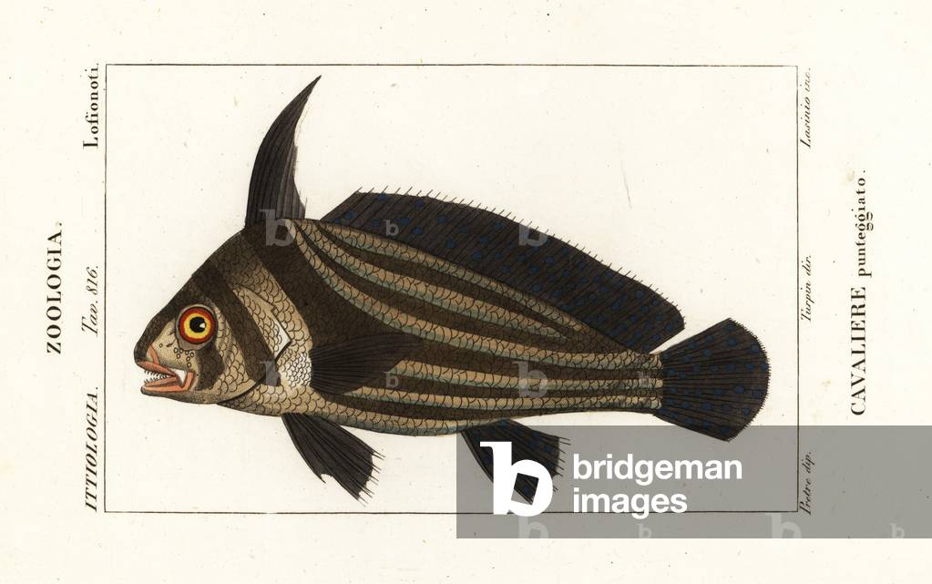 Spotted drum, Equetus punctatus Eques punctatus, Cavaliere punteggiato