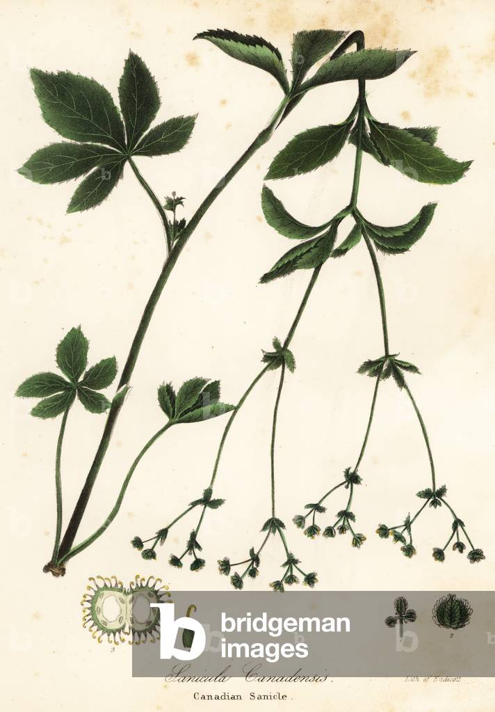 Canadian blacksnakeroot or Canadian sanicle, Sanicula canadensis