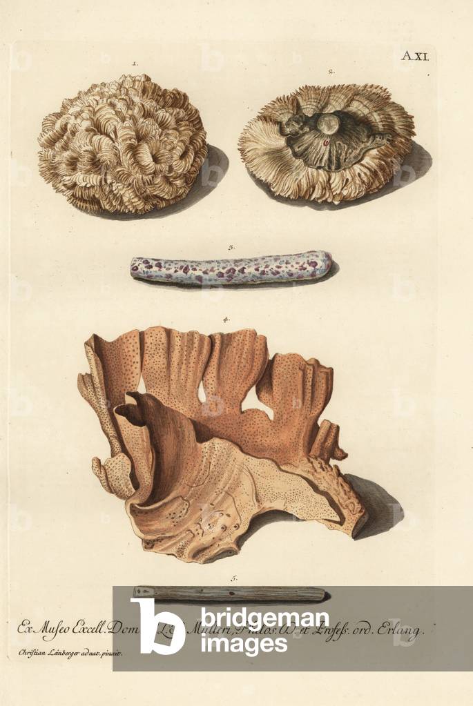 Coral species, Cerebrites or Lithocerebrum 1,2, Madrepora branch colonized by stony coral 3, lobe coral, Porites lobata, Millepora lobata 4, and sea fan, Gorgonia species, Baculus marinus 5. Handcoloured copperplate engraving after an illustration by Christian Leinberger from Georg Wolfgang Knorr's Deliciae Naturae Selectae of Kabinet van Zeldzaamheden der Natuur, Blusse and Son, Nuremberg, 1771. Specimens from a Wunderkammer or Cabinet of Curiosities of P.L. Muller.