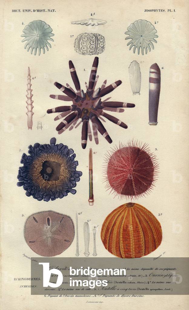 Different kinds of coloured sea urchins with their spines. Different types of colorful sea urchins and their spines.The very rare purple club spined or artichoke urchin (Echinus atratus), round urchin (Echinus globiformis), Cidarites imperialis, Scutella radiata, Scutella quinquefora. Handcolored engraving by Dujardin from Charles d'Orbigny's “Universal Dictionary of Natural History” 1849.