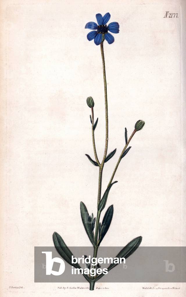 Kaulfussia, blue flower. Copper engraving, painted by John Curtis and grave by Weddell, published in the “Curtis Botanical Magazine”, 1820, by Samuel Curtis, London, England.