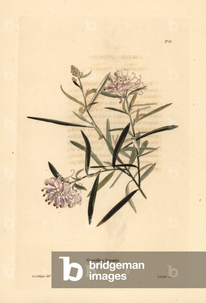 Spider flower, Grevillea linearifolia (Grevillea linearis). Handcoloured copperplate engraving by George Cooke after George Loddiges from Conrad Loddiges' Botanical Cabinet, Hackney, 1817.