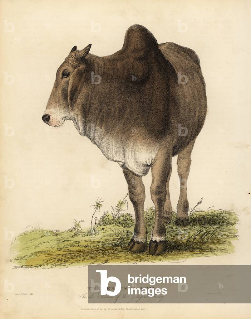 Brahma breed of zebu cattle, Bos taurus indicus.