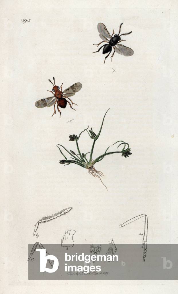 Hymnopterous insects (Encyclotus vitis, Encyclotus swederi) and brown or triangle strain (Cyperus fuscus). Lithograph by John Curtis (1791-1862) published in “British Entomology”, a collection of 770 illustrations and descriptions of British insects, London, England, 1824 to 1839.