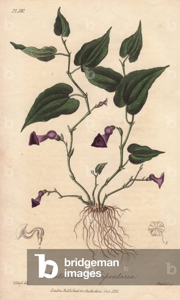 Aristoloche (Aristolochia serpentaria) - Strong water by William Clarke to illustrate “” Medical Botanical, Description of the Medicinal Plants of London, Edinburgh and Dublin” by John Stephenson and James Morss Churchill, published in London by John Churchill in 1831