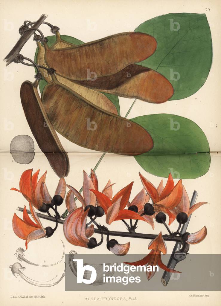 Basard teak, parrot tree, palas or dhak, Butea monosperma (Butea frondosa). Handcoloured lithograph by Hanhart after a botanical illustration by David Blair from Robert Bentley and Henry Trimen's Medicinal Plants, London, 1880.
