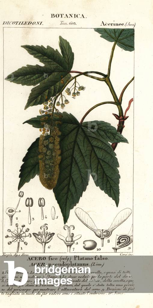 Sycamore maple or planetree maple, Acer pseudoplatanus