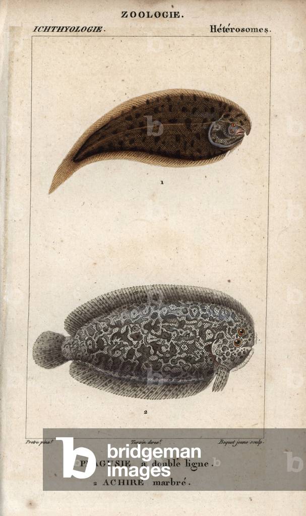 Tonguefish, double line plagusie, Symphurus, and marbled sole, achire marble, Pleuronects. Handcoloured copperplate stipple engraving from Jussieu's “” Dictionary of Natural Sciences”” 1816-1830. The volumes on fish and reptiles were edited by Hippolyte Cloquet, natural historian and doctor of medicine. Illustration by J.G. Pretre, engraved by Boquet, directed by Turpin, and published by F. G. Levrault.