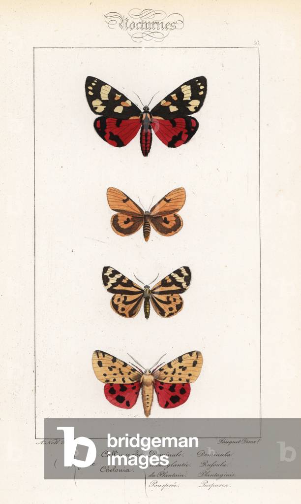 Scarlet tiger moth, Callimorpha dominula, clouded buff, Diacrisia sannio, wood tiger, Parasemia plantaginis, and purple tiger, Rhyparia purpurata. Handcoloured steel engraving by the Pauquet brothers after an illustration by Alexis Nicolas Noel from Hippolyte Lucas' Natural History of European Butterflies, Histoire Naturelle des Lepidopteres d'Europe, 1864.